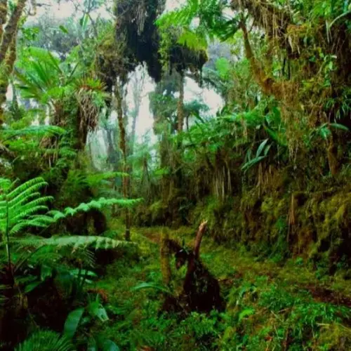 Tour Parque Yanachaga Chemillén