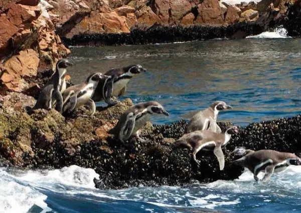 Tour Islas Ballestas - foto 4