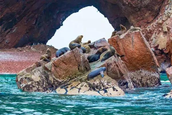 Tour Islas Ballestas - foto 5